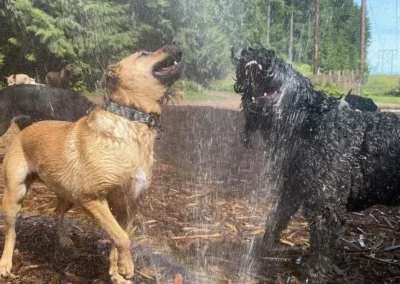 Two dogs playing under a sprinkler in the outdoor play yard at Camp Happy Paws