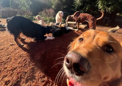 Happy dog smiling at the camera while other dogs play in the forest yard at Camp Happy Paws
