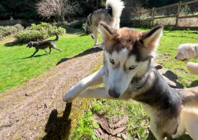 Husky jumping over a fallen log on the forest trail at Camp Happy Paws