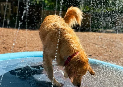 Golden retriever splashing in a kiddie pool during water play