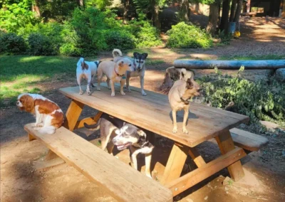 A group of small dogs playing and climbing on a picnic table in the forest play yard at our doggie daycare