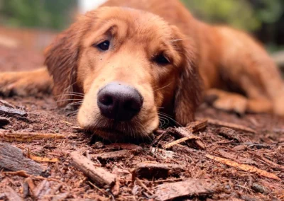 A golden retriever resting on the ground in the forest play yard during kennel-free boarding near Mill Creek