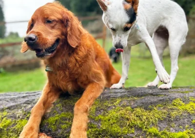 Two dogs standing on a mossy log inspecting a mushroom during kennel-free boarding in the forest yard