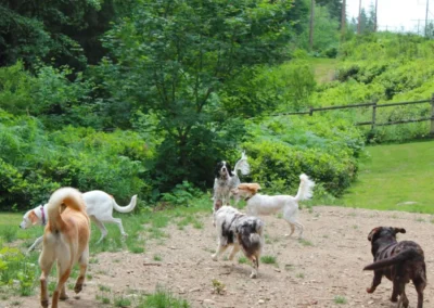 Group of dogs running and playing together in a forested outdoor play yard at our kennel-free daycare