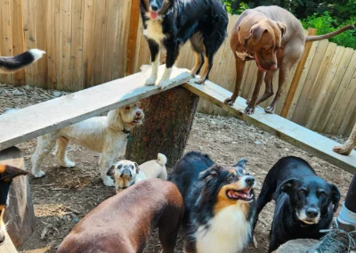 Group of dogs gathered around a wooden balance beam in the forest play yard, with two dogs standing on top and others watching below