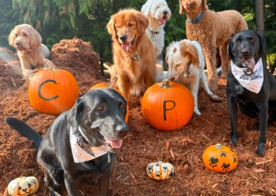 A group of dogs posing around decorated pumpkins in the fall yard for a Halloween photo shoot