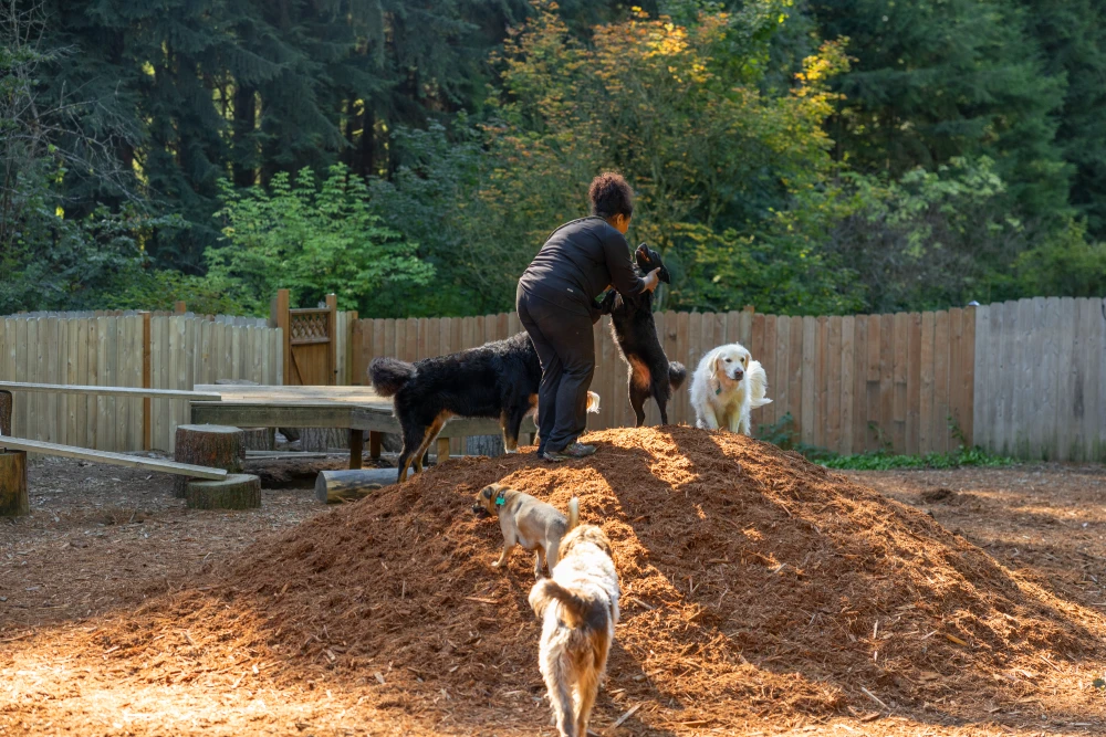 A woman is playing with several dogs in a dog park. She stands on a large mound of wood chips and is engaging with a black dog on the mound with her. There are other dogs of various sizes and colors in the background, including a fluffy white dog and a smaller light brown dog. The park is surrounded by a wooden fence and trees.