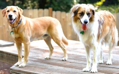 Winter Dog Day Camp Packages at Camp Happy Paws